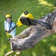 Best Tree Removal  in Mccook, NE