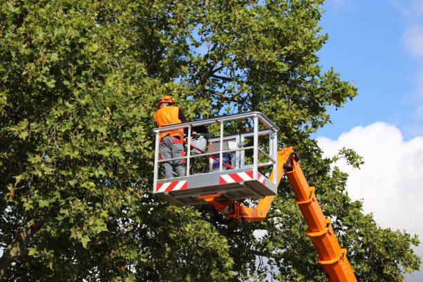 Best Palm Tree Trimming  in Mccook, NE