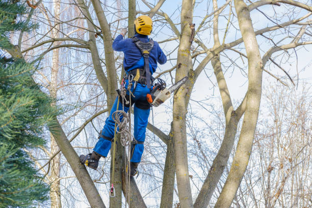  Mccook, NE Tree Care Services Pros