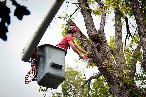 Best Commercial Tree Services  in Mccook, NE